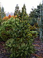 Picea abies Columnaris IMG_1344 Świerk pospolity